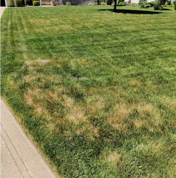 Brown Spots EVERYWHERE - Your lawn is HUNGOVER