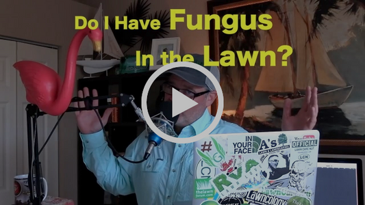 Lawn Brown Spots: Do I Have Fungus or Insects? How To Identify Insects and Disease
