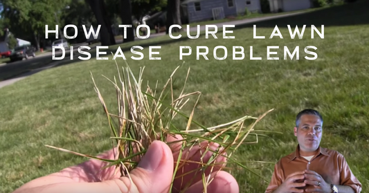 How To Cure Brown Patches and Lawn Disease Problems In The Summer