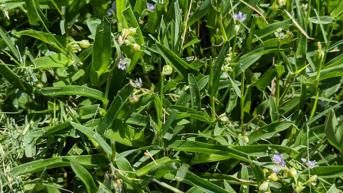 How To Get Rid of Doveweed In The Lawn | Doveweed in St Augustine Grass