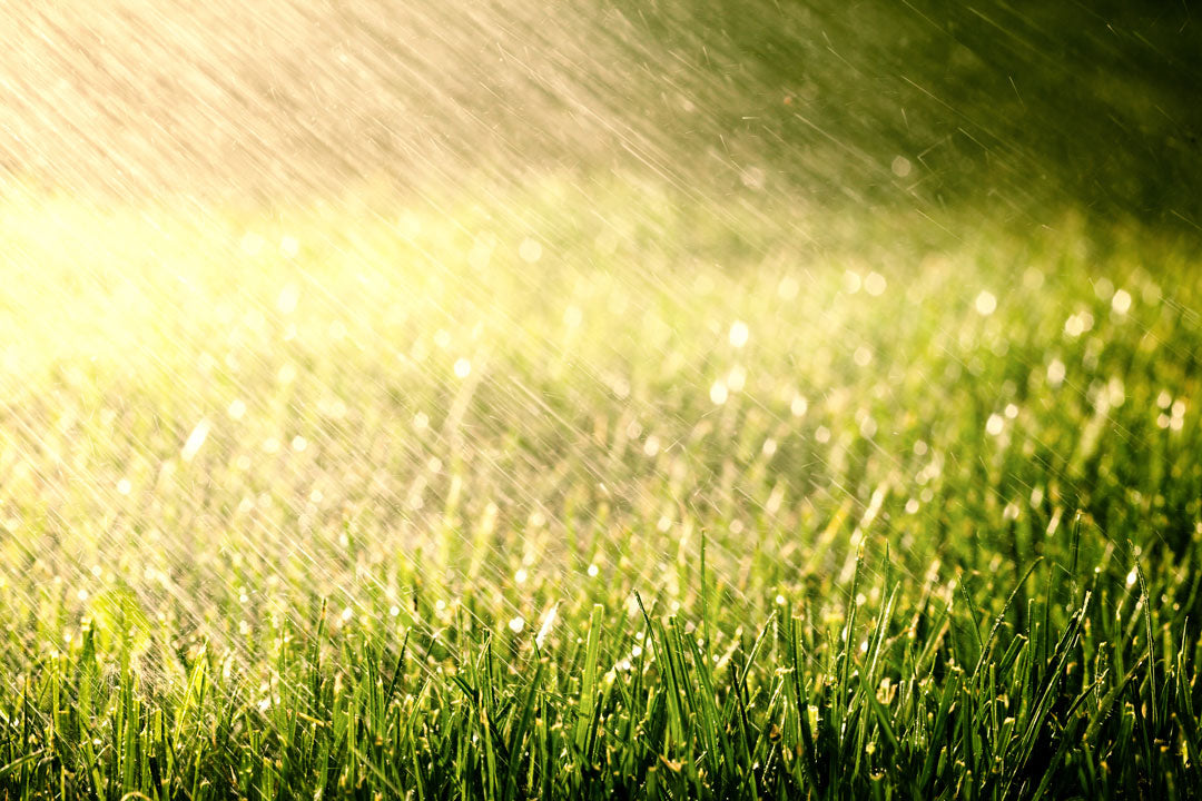 Rain Before And After Fertilizing The Lawn - Did My Fertilizer Wash Away After Rain?