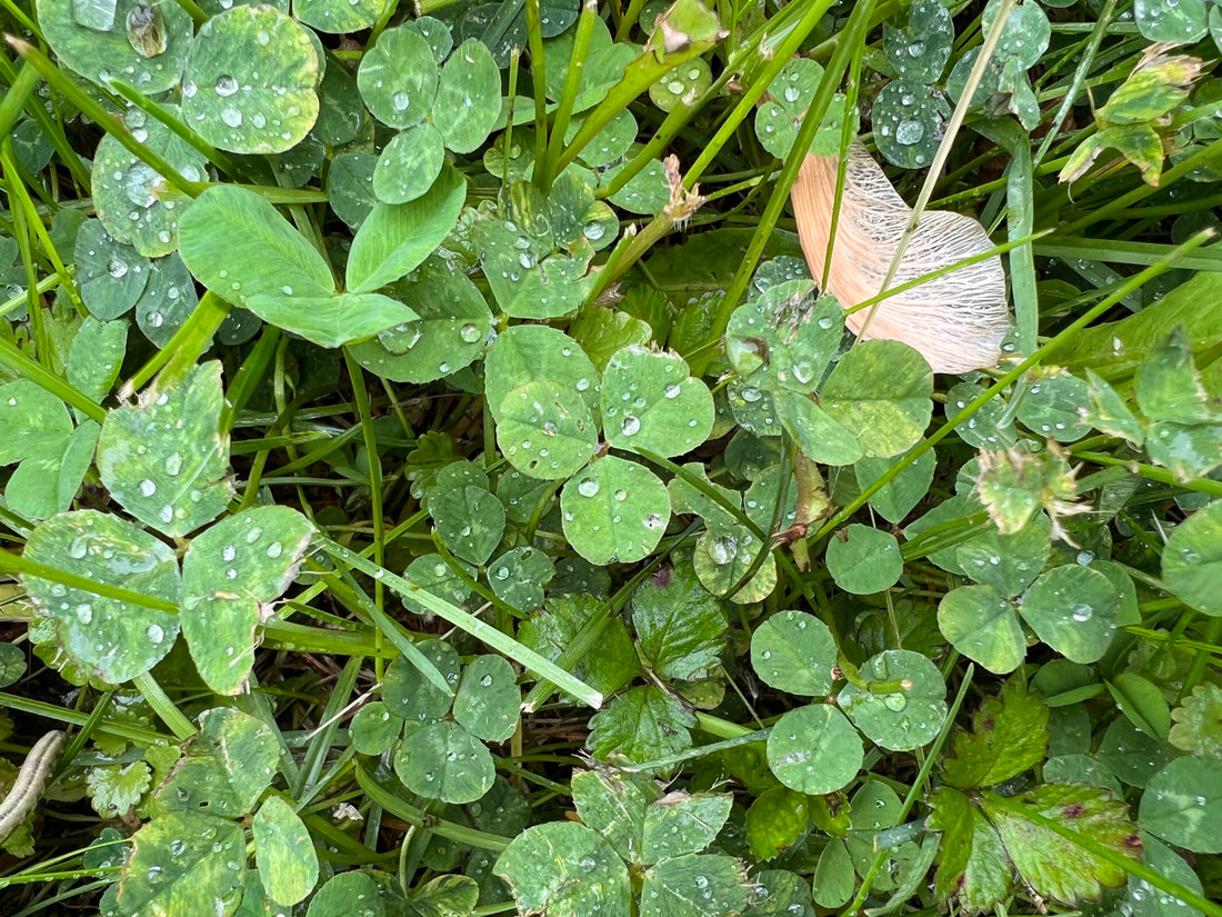 Common BroadLeaf Weeds in Late Spring