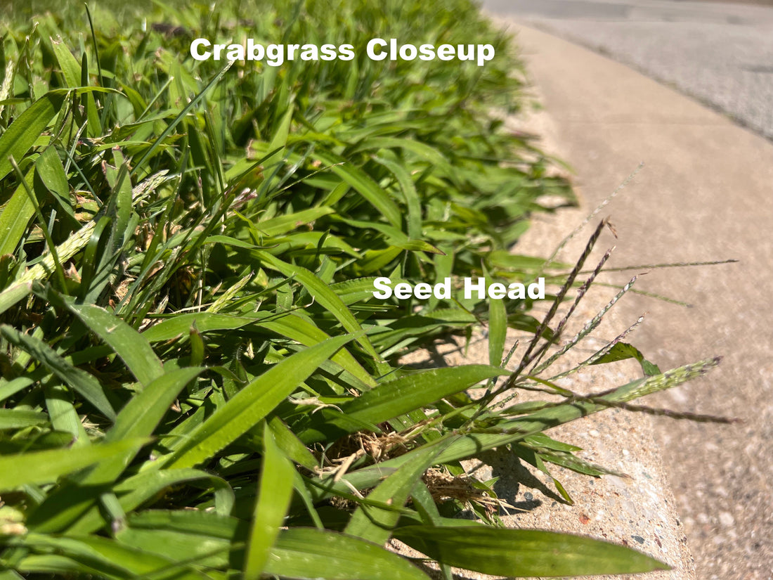The Lifecycle of Crabgrass & How To Get Rid of It