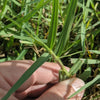 How To Get Rid of Torpedo Grass In Your Lawn