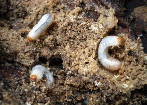 Grub Worms Facts & Information