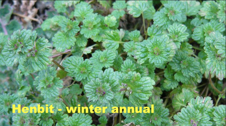 Fall Lawn Decisions Part 2 (Cool Season Lawns)