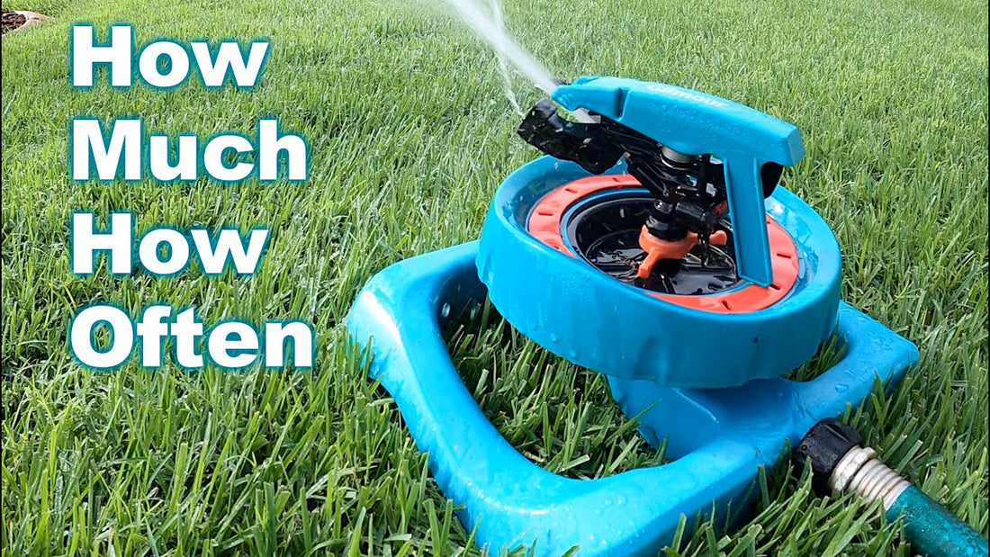 Best Time To Water Grass In The Summer: You May Be Doing It All Wrong