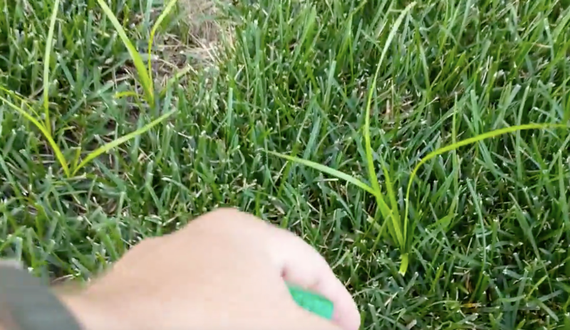 How to Control Yellow Nutsedge in Your Lawn: Expert Tips That Work