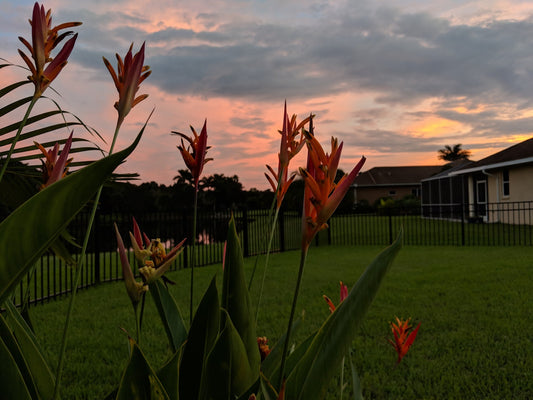 Back Lawn - N-Ext Only Applications: The Journey and Results