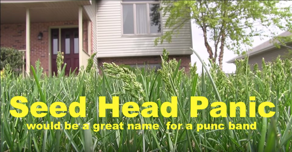How To Get Rid Of Grass Seed Heads
