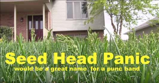How To Get Rid Of Grass Seed Heads