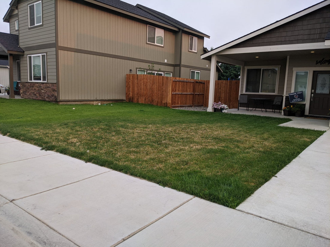 Brown Spots In The Lawn | This Is Why You Dig First