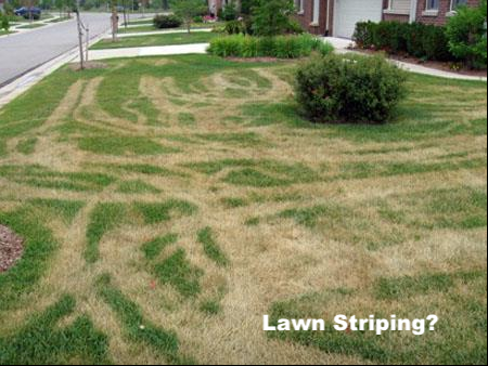 5 Steps to a Better Lawn by Halloween