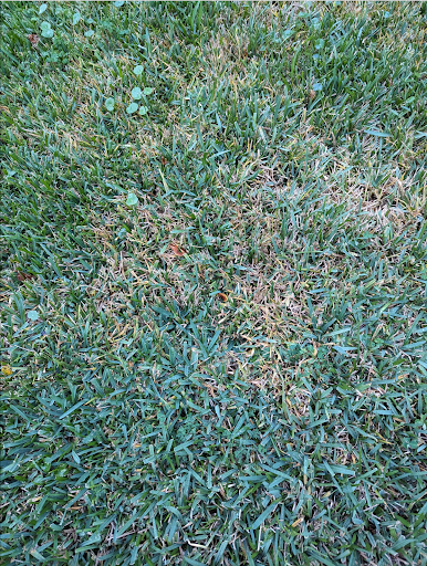 Ought to You Deal with for Winter Fungus In Florida? – LawnCareNut