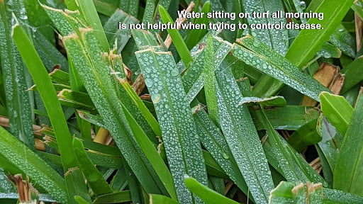 Large Patch Lawn Disease