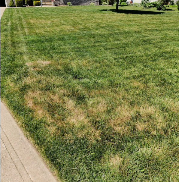 Brown Spots EVERYWHERE - Your lawn is HUNGOVER | The Lawn Care Nut ...