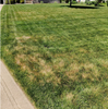 Brown Spots EVERYWHERE - Your lawn is HUNGOVER