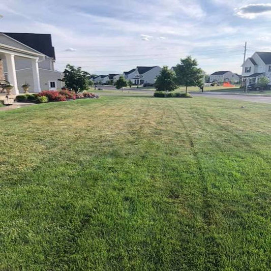 Before and After - A Tail Of A Stressed Lawn