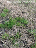 Weeds In Your Winter Lawn - What To Do