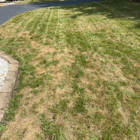 Brown Spots In The Lawn In Summer