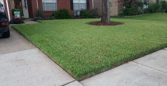 Drought Stressed Lawn Recovery