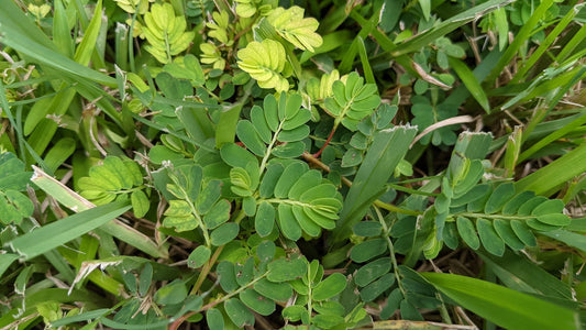 How To Get Rid of ChamberBitter in St Augustine Grass | Gripeweed