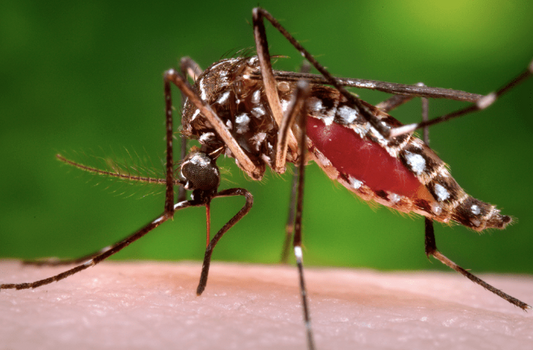 How to Deal with Late Spring-Summer Mosquitoes In The Lawn