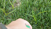 How To Control Nutsedge In Your Lawn
