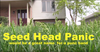 How To Get Rid Of Grass Seed Heads