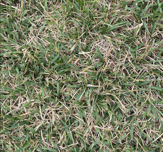 St Augustine Grass Tips For Winter