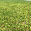 Take All Patch - Root Rot - Disease in St Augustine Grass Lawns