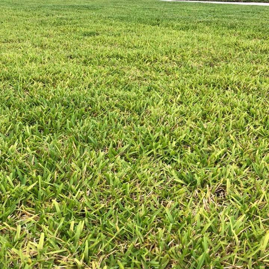 Take All Patch - Root Rot - Disease in St Augustine Grass Lawns