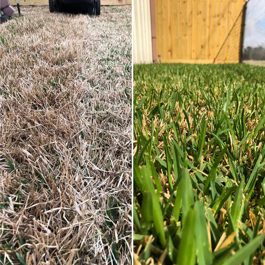 Texas Freeze Recovery Tips - Spring Lawn Tips for Texas