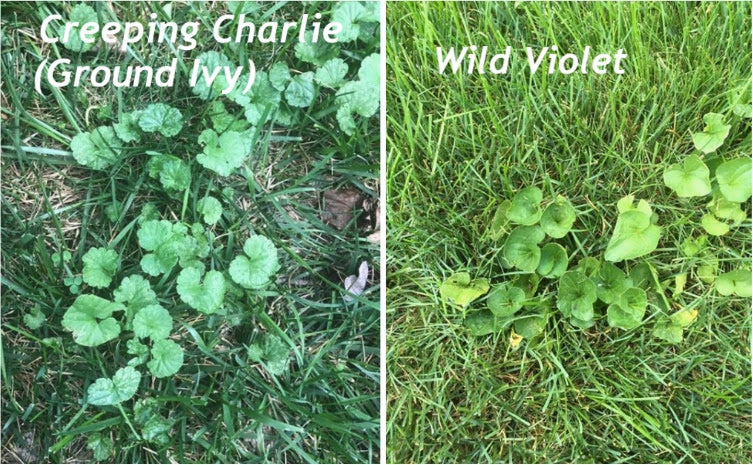 How to get Rid of Violets and Creeping Charlie In The Lawn The