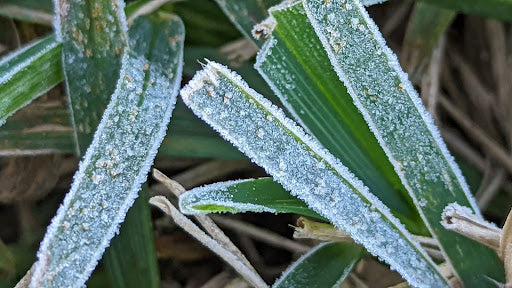 How To Recover Your Lawn From Frost and Freeze Damage