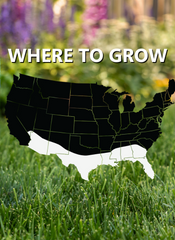 Black Beauty Founders' Reserve Grass Seed | Jonathan Green