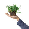 Floratam Sod Pods Grass Plugs | Bethel Farms
