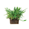 Floratam Sod Pods Grass Plugs | Bethel Farms