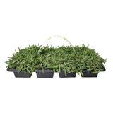 CitraBlue Grass Sod Pods Grass Plugs | Bethel Farms