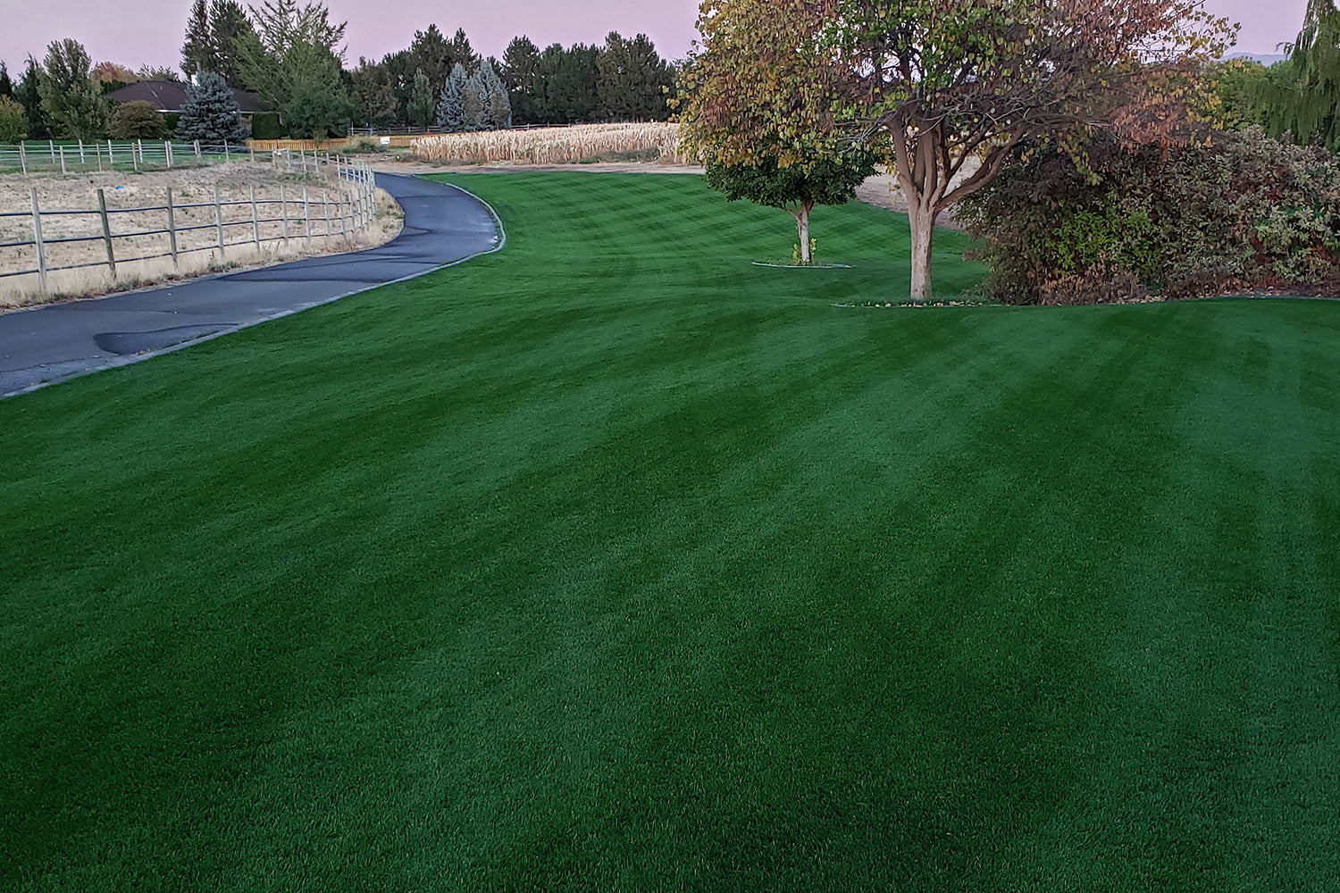 DIY Premium Double Dark Green Grass Seed - Cool Season Blend | MySoil