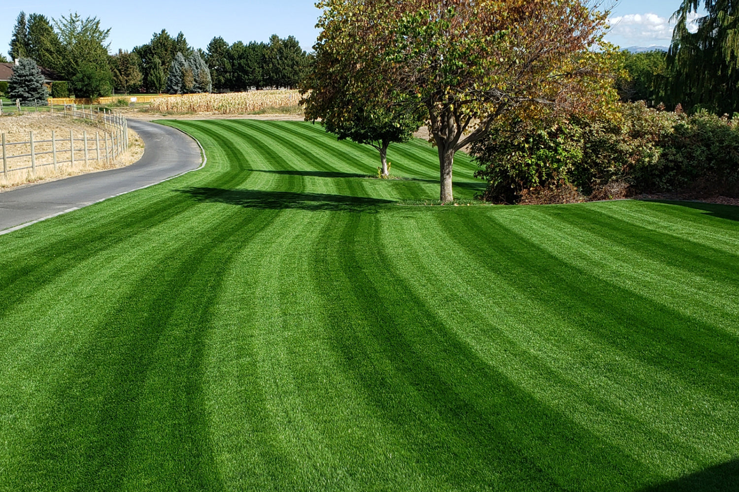 DIY Premium Double Dark Green Grass Seed - Cool Season Blend | MySoil