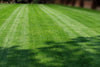 DIY Premium Double Dark Green Grass Seed | Yard Mastery